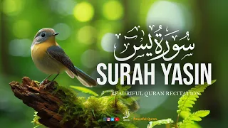 Surah Yasin (Yaseen) سورة يس | Experience The Ultimate Peace | Peaceful Quran