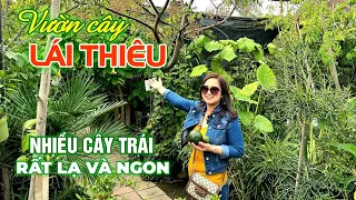 Vlog 111: Vườn cây LÁI THIÊU Ở MỸ- NHIỀU CÂY TRÁI LẠ & NGON #vuoncayantraivlog #vuoncayantrai