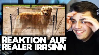 4 Zäune für Doggo 😂👌🏼 ( EXTREM DUMM! ) | Papaplatte Highlights