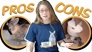 Pros and Cons: Is a Rabbit the Right Pet for You