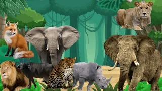 Animal sounds around us,  cats, dogs, horses, Elephants, cows Baboon - Animals Moment