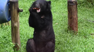 Rescued moon bears Bazan and Wendles from bear bile farm to playing on the grass
