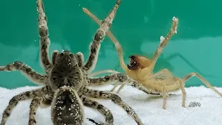 Camel Spider VS Tarantula