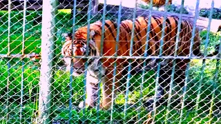 💎Tigrul s-a uitat la mine! Zoo Târgu-Mureș 4K