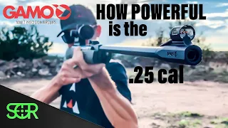 .25 cal Gamo Magnum!?!? - HOW POWERFUL IS IT? & REVIEW