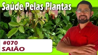 Saúde Pelas Plantas - Saião [bronquite, gastrite, cicatrizante, hipertensão, diabetes, rins]