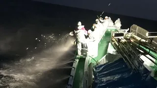 【カツオ一本釣り】操業中カツオの群れと遭遇　リアルな船上