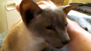 Talking Siamese cat awakens!