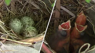 Baby Bird Update On The Birds Nesting In Our Yard - Dove and Cardinals