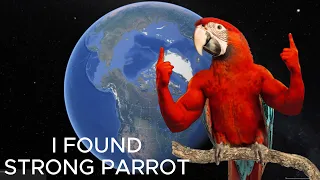 I FOUND VERY STRONG PARROT BIRD ON GOOGLE EARTH #googleearth #parrot #justforfun