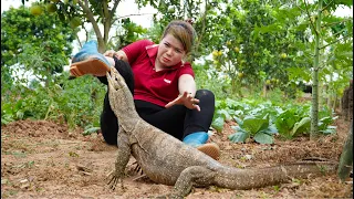 Bad Day, Girl Attacked Komodo Dragon - Harvesting Fish - Animal Care - Free New Life