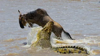 Crocodile Underwater Ambush - Crocodile attacks Lion, Buffalo, Elephant, Warthog, Cheetah & Zebra