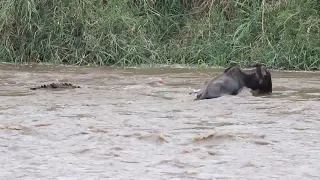 Crocodile kills wildebeest during Mara river Crossing, Serengeti. #safari #wildlife #travelvlog