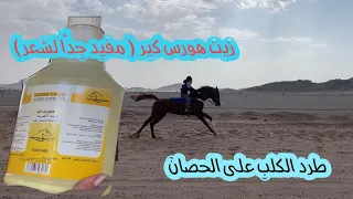 فتح سعد فالميدان 😍🐎|تنظيف جرح نجم 👍🏻