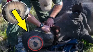 Спилив рог у носорога специалисты увидели то, что тронуло всех до глубины души!