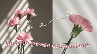 How to press carnations (super simple!) | The flower of love and fascination | How to press flowers