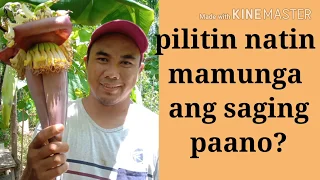 Vlog#18 paano mabilis na mapabunga ang saging.. |tips in banana tree