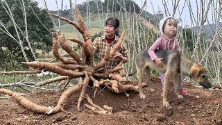 The Life Single Mother - The poor mother and child were given cassava to harvest by the villagers