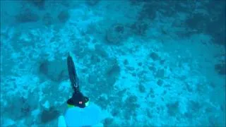 GOPRO Spearfishing Mutton Snapper