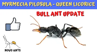 Ant Colony 5 Update - Myrmecia pilosula - Queen Licorice - Day 5 of Colony Week