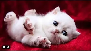 OMG So Cute Cats ♥ Best Funny Cat Videos 2021  #83