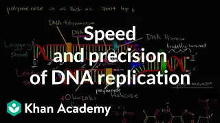 Speed and precision of DNA replication | Biomolecules | MCAT | Khan Academy