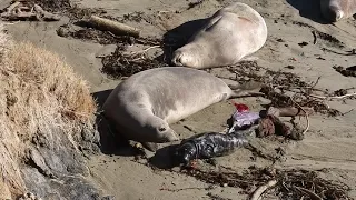 1/24/23 B5 Elephant Seal birth in San Simeon