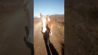 🐴❤️#блогер #жеребенок #коноблог #лошади #лошадь #конники