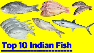 Hindi Urdu 10 healthiest Indian fish varieties and why you must have them