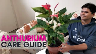 Anthurium Plant Care Tips | Best tips for Long Lasting Flowers