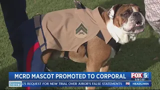 Manny the Bulldog Promoted To Marine Corps Corporal