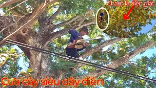 Cắt cây Xoài, Cưa cây Còng gần dây điện / Cutting Mango trees, Saw trees near electric wires | T598