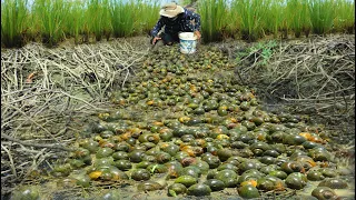 Top Five Fishing Video! Season Mud Snail Fishing - Catching Snail From Mud Water After Water Recedes