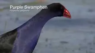 5.3 Purple Swamphen