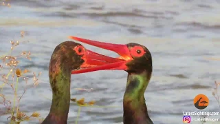 WATCH: Stork's beak gets stuck in the other's throat