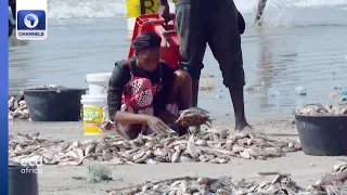 The Gambia: Devastating Impact Of Overfishing On Local Communities +More | EcoAfrica