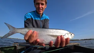 НЕ ОЖИДАЛ, ЧЕХОНЬ, КАРАСЬ НА СЕРЕДИНЕ ВОЛГИ! Fishing! Рыбалка Астрахань!