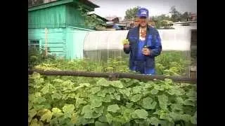 Во саду ли, в огороде 27.07.flv