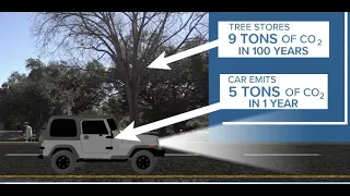 How much Carbon Dioxide does a tree hold?