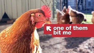 These chickens save lives.