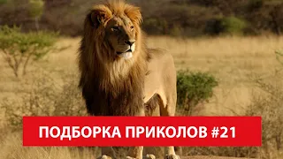 Красивые Львы - Подборка Приколов с Животными #21
