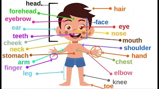 Body Parts| Vocabulary for kids| Part 2