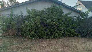 Overgrown HEDGE TRIMMING and REMOVAL | FREE CLEANUP for HOMEOWNER