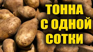 ДЛЯ МОЩНОГО УРОЖАЯ КАРТОФЕЛЯ ДЕЛАЙТЕ ТАК! ТОННУ С ОДНОЙ СОТКИ СНИМАЮ!