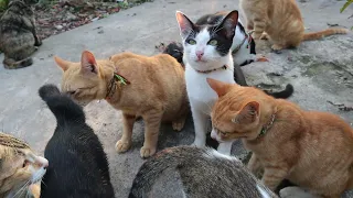 Happy Meowing Cat - Cute cats talking me