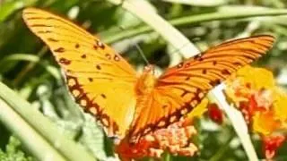 Dance of the Butterflies: Slow Motion Gulf Fritillaries 720p HD Upscaled Casio EX-F1