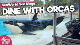 Dine with Orcas Review: Is it Worth it? | SeaWorld San Diego 2022