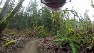 Evans Creek Preserve Trails - Sammamish, WA