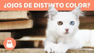 ¿Por qué hay GATOS con los OJOS de DOS COLORES? 🐱👀 (Heterocromía en gatos)