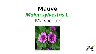 La mauve (Malva sylvestris), une plante médicinale contre la toux sèche et la constipation